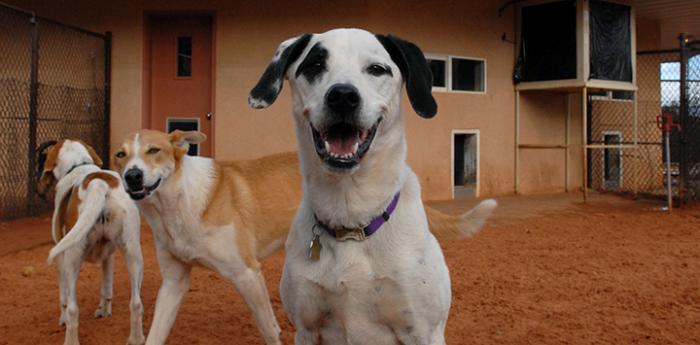 Dogtown TV Show Best Friends Animal Society